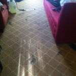Everett-Carpet-Clean-before