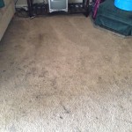 Everett-Dirty-Carpet