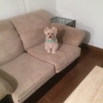 Everett-Sofa-Pet-Stain-Cleaning